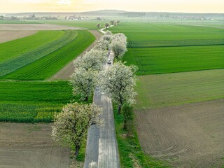 Widok z góry na wiejską drogę otoczoną kwitnącymi na biało drzewami owocowymi. Malowniczy krajobraz pól uprawnych wiosną, ukazujący harmonię rolnictwa i natury w rzucie z lotu ptaka (drona). © Henryk Niestrój