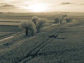 Nostalgiczny widok z lotu ptaka na pola i drzewa o zachodzie słońca. Krajobraz w tonacji sepii, emanujący spokojem. Doskonałe do kalendarzy, plakatów i artykułów o tematyce wiejskiej. © Henryk Niestrój