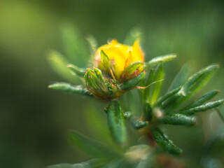 Makro ujęcie pąka ż&oacute;łtego kwiatu pięciornika na tle zielonych liści. Subtelny detal ogrodowy z rozmytym tłem (bokeh), ukazujący piękno natury i wiosenną świeżość w zbliżeniu.