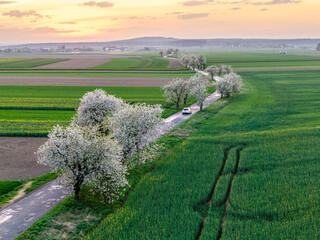 Malownicza wiejska droga z kwitnącymi drzewami o zachodzie słońca. Auto jadące wśród zielonych pól i pagórków. Piękny wiosenny krajobraz z lotu ptaka, pełen spokoju i ciepłego światła. © Henryk Niestrój
