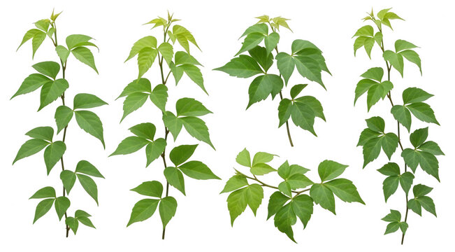 Creeper plant stems png green leaves png botanical elements png natural organic design png isolated png transparent background