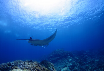 沖縄・石垣島海底でマンタウォッチング