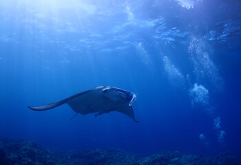 沖縄・石垣島海底でマンタウォッチング