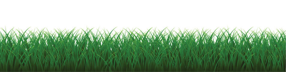Fototapeta premium green grass background