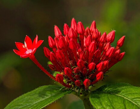 Vibrant Red Pentas Flower Blossom in Natural Light.
