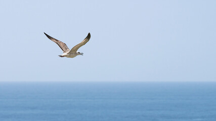 A grey gull in flight over the sea. © ROMAN DZIUBALO