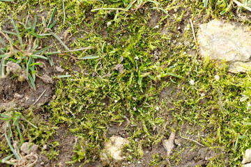 Obraz premium Natural ground texture with green moss and soil details