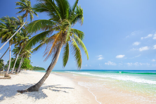 panorama of tropical beach with coconut palm trees