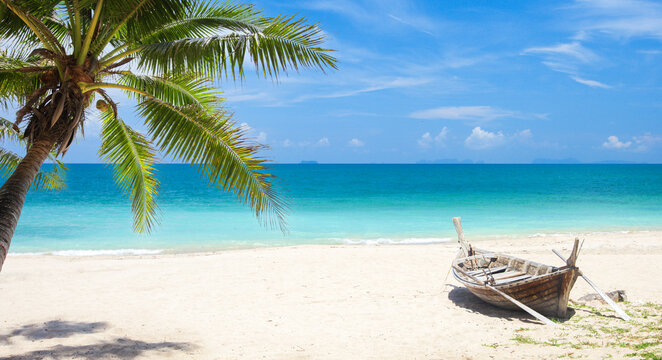 tropical beach with coconut palm