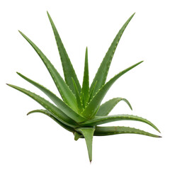 A close-up view of a green aloe vera plant with long, pointed leaves.