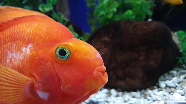 Two bright orange blood parrot cichlid fish swimming in a home aquarium. Close-up of exotic hybrid aquarium fish against white gravel background