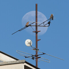 Obraz premium Common kestrels (Falco tinnunculus) perched on antenna with full moon in background in Czech Republic