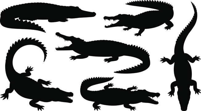 Alligator Point Vector Alligator Vector Images – Browse 81,841 Stock Photos, Vectors, and ...