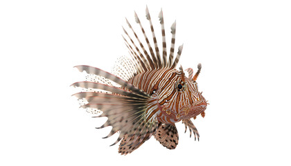 Beautiful Red Lionfish with Spiky Fins and Striped Body.