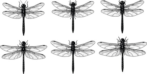 Vintage black and white dragonfly sketch set, detailed ink line art insect illustrations, hand drawn nature elements for engraving design © Jonab