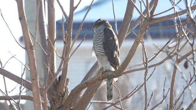 A goshawk watches domestic chickens. A close-up of the bird of prey in a tree.