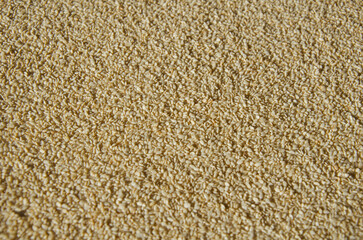 Closeup of Raw White Sesame Seeds