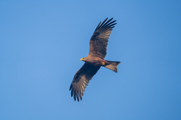 Yellow-billed Kite (Milvus aegyptius) soaring majestically over the Ghanaian landscape.