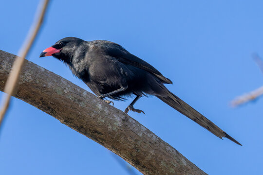 Piapiac (Ptilostomus afer) perched on a branch, showing its black plumage in Ghana.