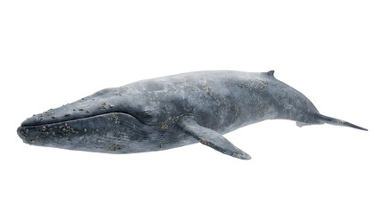 Obraz premium Large humpback whale swimming gracefully through ocean waters.
