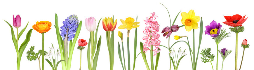 Colorful panoramic view with many early spring flowers