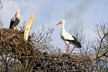 Two white storks sit side by side in their nest, perched high in a tree. The birds appear calm and alert, with upright silhouettes and their distinctive long red beaks and legs.