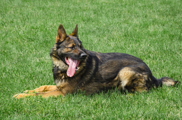 German Shepherd police dog sitting on ground