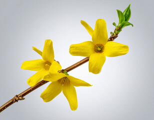 식물-꽃-개나리-개나리 가지-개나리 꽃-봄꽃-노란 꽃-흰색 배경