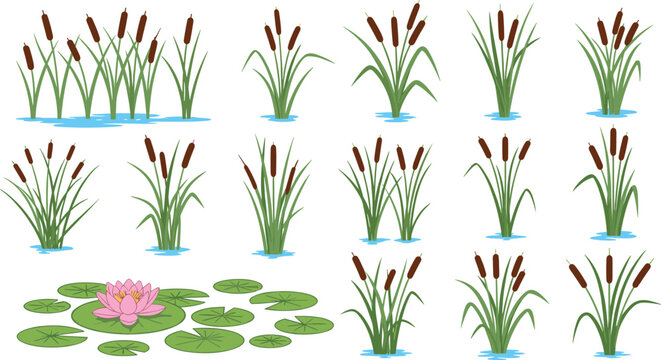 Wetland and Pond Plant Icon Set with Reeds, Cattails, Marsh Grass, and Water Lily Elements for Nature, Ecology, and Landscape Designs