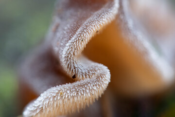 Jelly tooth fungus (Pseudohydnum gelatinosum) © Gertjan Hooijer