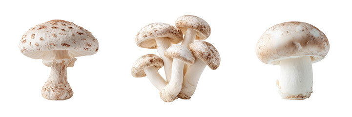 Set of Fresh shiitake mushrooms in small cluster on transparent png background. Ai generated