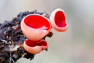 Scarlet elf cup fungus (Sarcoscypha coccinea) in Soest, the Netherlands © Gertjan Hooijer