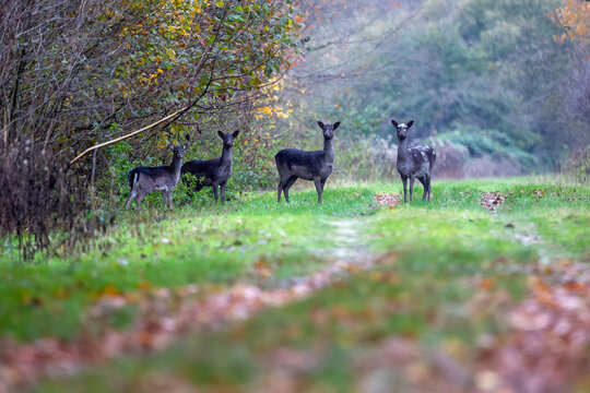 Herd of European fallow deer (Dama dama) in nature reserve Stille Kern Horsterwold (Zeewolde, the Netherlands)