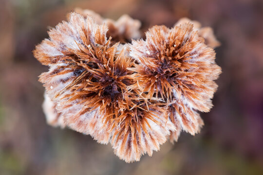 Common Fiber Vase fungus (Thelephora terrestris)