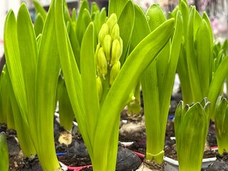 Close-up of hyacinth buds ready for transplanting in plastic containers at a store. Springtime. Gift