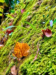 Capturing the beauty of autumn leaves and vibrant moss in a serene outdoor setting