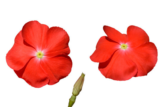 Red Flowers Isolated on Transparent Background