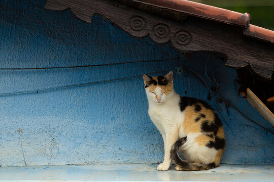 Gato c&aacute;lico tricolor sobre o telhado de uma casa azul.