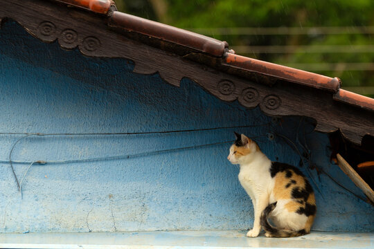 Gato c&aacute;lico tricolor sobre o telhado de uma casa azul.