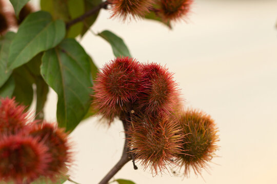 Galhos de urucum com frutos vermelhos e espinhosos em ambiente natural
