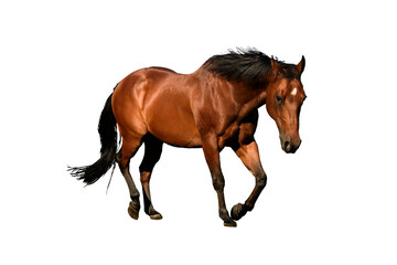 Obraz premium Brown Horse Trotting with Mane Flowing Isolated on White Background