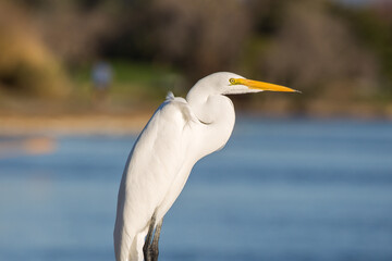 Great Egret Standing Tall with Yellow Beak and Piercing Eye Isolated on White Background