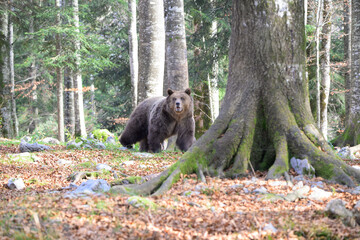 Cute brown bear cub exploring the autumn forest alone © Veljko Klarić