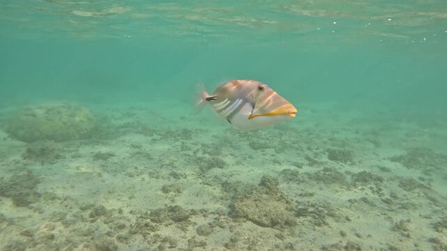 Picasso triggerfish or Rhinecanthus aculeatus attacking the camera underwater to defend its nest during reproduction season in La Reunion Lagoon