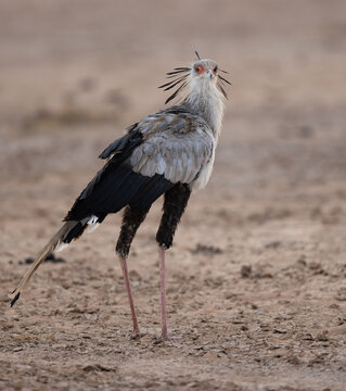 A secretary bird in Africa 