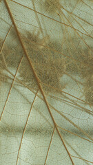Extreme macro of a leaf structure with biological network of veins, high resolution botanical texture