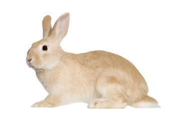 Light brown rabbit sitting alertly detailed fur texture side view isolated on white background