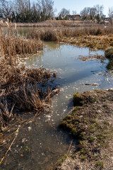 Wetland area with water and dry grass in the afternoon sunlight near a quiet neighborhood