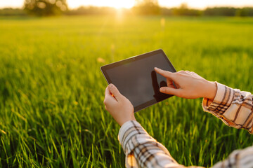 A female farmer with a digital tablet stands in a green agricultural field. A woman works in a green wheat field with a digital tablet at sunset. Concept of agriculture, technology. © maxbelchenko