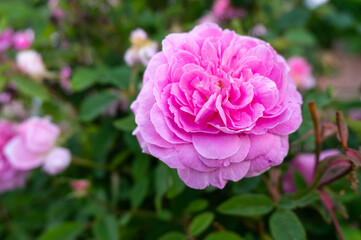 Close-up of a fully double vinegar rose in sunlight, bright pink petals glowing in natural light, detailed macro of ornamental garden bloom.